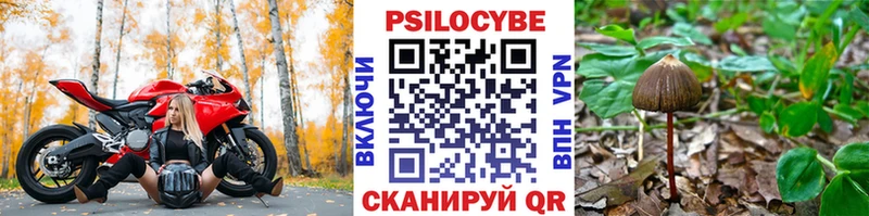 Псилоцибиновые грибы Psilocybe  Мегион 